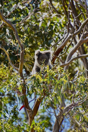 Wild koala (Phascolarctos cinereus) perched in an Eucalyptus Tree, Victoria, Australia