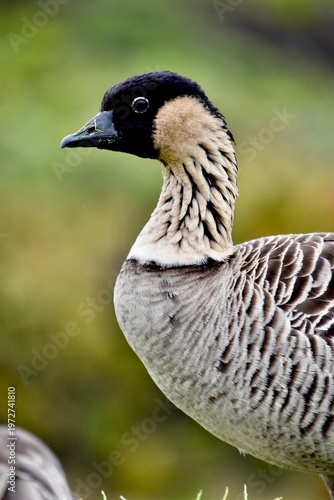 Endangered Nene or Hawaiian Goose (Branta sandvicensis) in Haleakala Nationalpark, Maui Hawaii