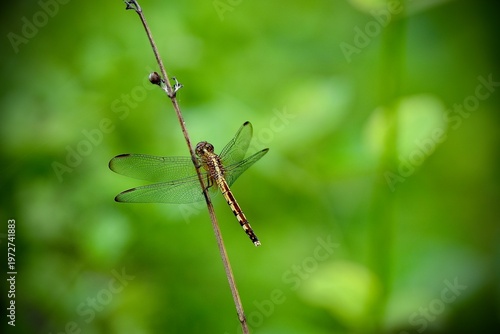 Dragonfly perched on a twig in the jungle during el mirador trek, Peten Guatemala