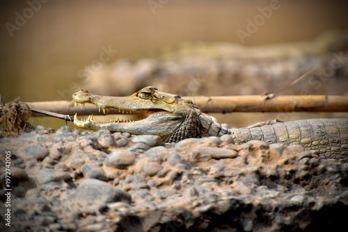 Spectacled Caiman (Caiman crocodilus) with open mouth on river shore in Tambopata, Peru
