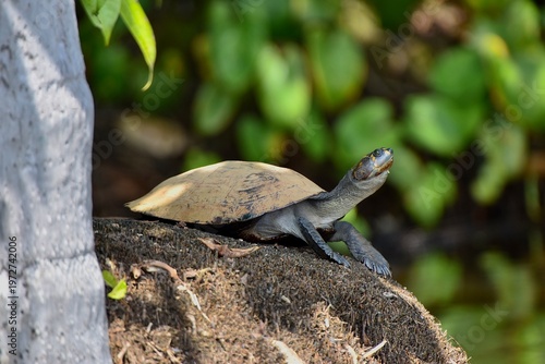 Arrau turtle (Podocnemis expansa) sunbathing on the shore of lake Sandoval, Peru 