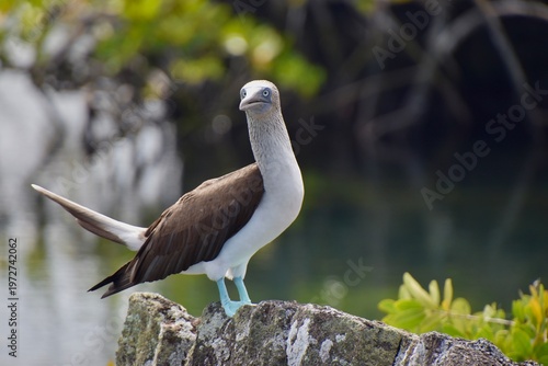 Φωτογραφία Blue-footed booby perched on volcanic rock with mangrove background