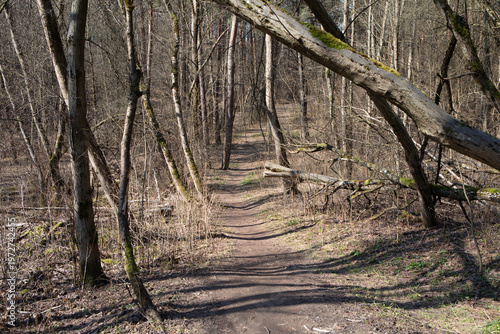 Sunny Forest Path Winding Through Deciduous Trees In Vilnius Lithuania