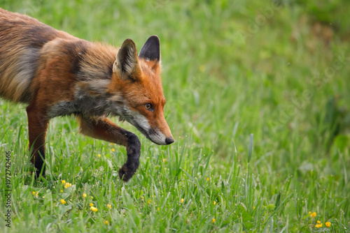 Wild Red Fox Hunting in Green Grass Field Lithuania