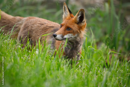 Wild Red Fox Hunting in Green Grass Field Lithuania