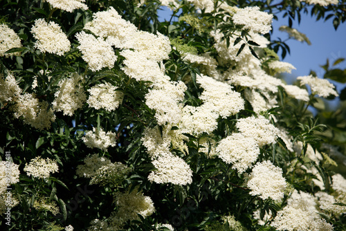 White Elderberry Flowers Blooming in Summer Garden Vilnius Lithuania