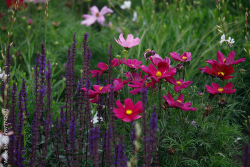 Purple Salvia and Pink Cosmos Flowers Blooming in Vilnius Lithuania Garden