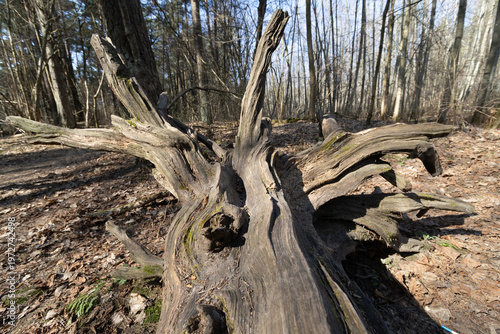 Old Fallen Tree Trunk With Exposed Roots In Forest Vilnius Lithuania
