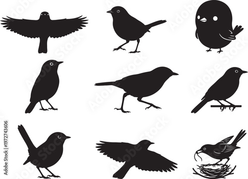 Tiny Gnatcatcher Perched with Thin Tail Extended