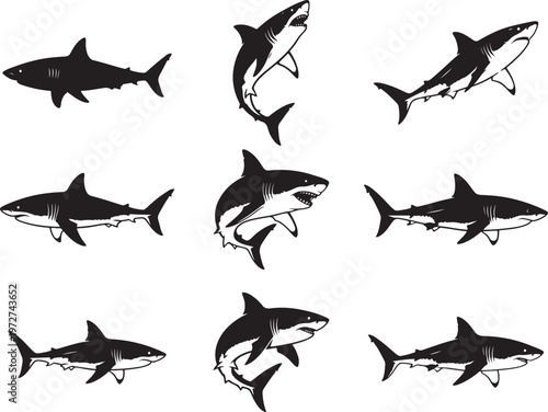 Great White Shark Swimming with Powerful Body Motion