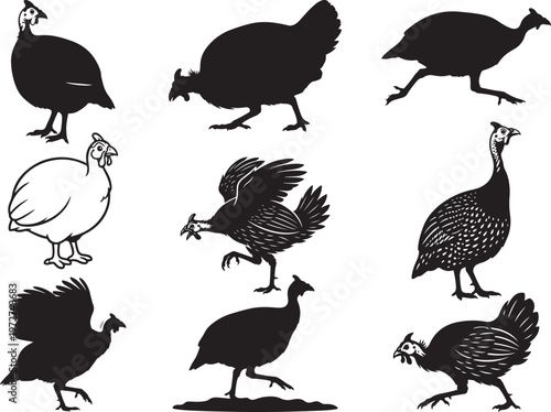 Spotted Guineafowl Standing in Upright Ground Pose