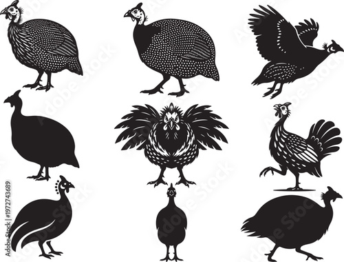 Guinea Fowl Walking with Rounded Body and Short Neck