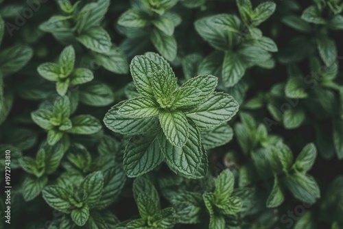 Close-up of fresh green mint leaves in a garden setting