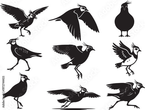 Lapwing Bird Walking with Distinct Crest and Wing Shape