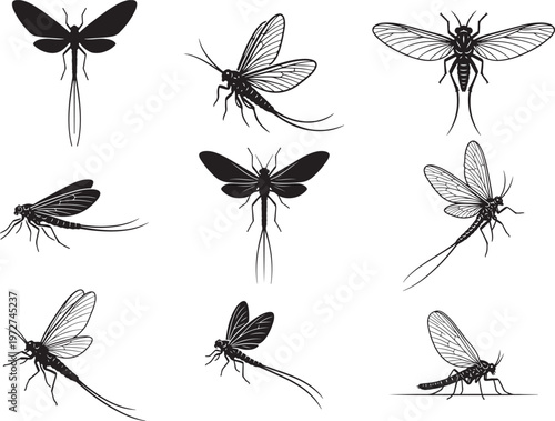 Delicate Mayfly with Long Tail and Thin Wings