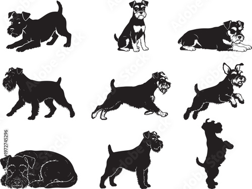 Miniature Schnauzer Standing Alert with Distinct Beard Shape