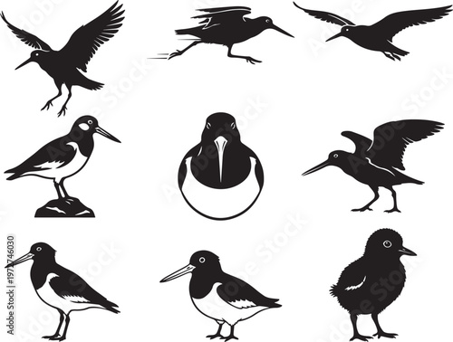 Coastal Oystercatcher Standing with Long Straight Beak