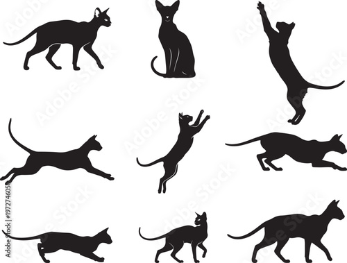 Elegant Oriental Cat with Slim Body and Long Frame