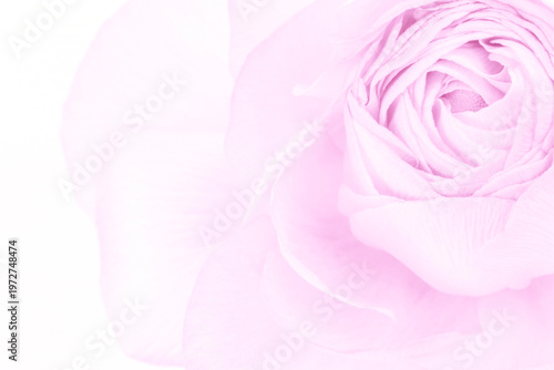 colored in pink Ranunculus asiaticus flower isolated on white background
