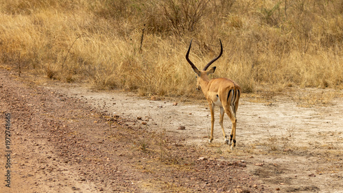 Male Impala with large antlers in Akagera National Park in Rwanda Africa RWA
