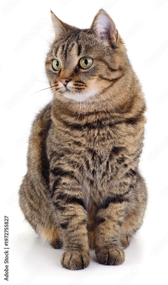 Obraz premium Large tabby cat sitting isolated on white background