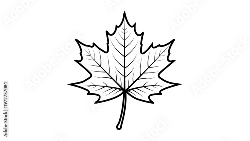 Minimalist black line vector icon illustration of a detailed maple leaf on a white background, perfect for nature, autumn, and Canadian-themed designs, scalable hand-drawn outline graphic.