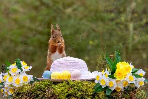 Easter scene with a scottish red squirrel in the woodland.  The curious squirrel has a pink easter bonnet and colourful easter egg decorations as well as bright yellow daffodils 