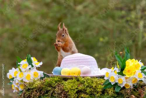Easter scene with a scottish red squirrel in the woodland.  The curious squirrel has a pink easter bonnet and colourful easter egg decorations as well as bright yellow daffodils 