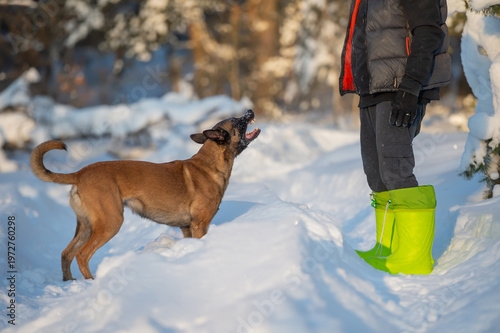 Belgian Malinois Playing in Snow with Owner