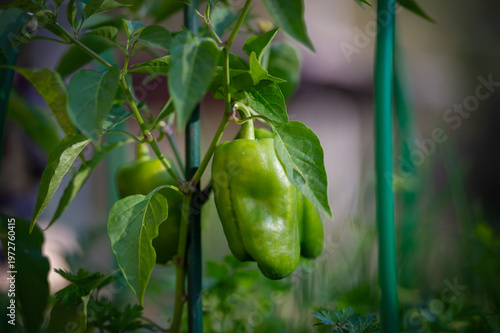 Vibrant Green Peppers Ripening on the Vine