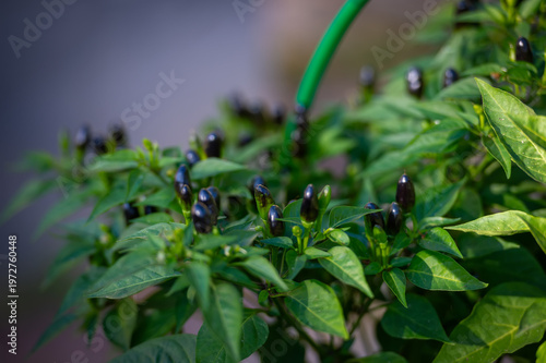 Dark Purple Hot Peppers (Capsicum) on a Lush Green Plant