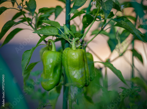 Vibrant Green Peppers Ripening on the Vine