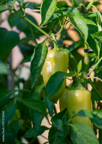 Ripe Yellow Peppers on a Lush Plant