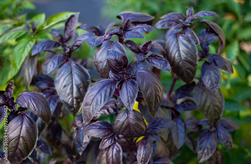 Purple Basil in Full Bloom