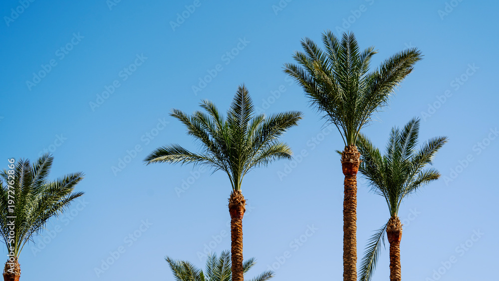 Obraz premium Tall palms stand against clear blue sky