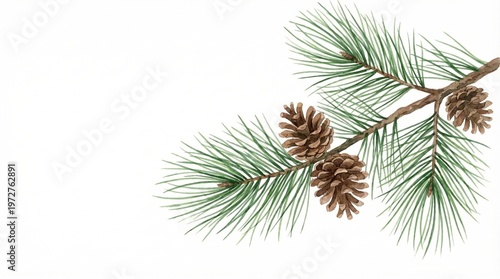 Pine branch with cones and green needles on white background  