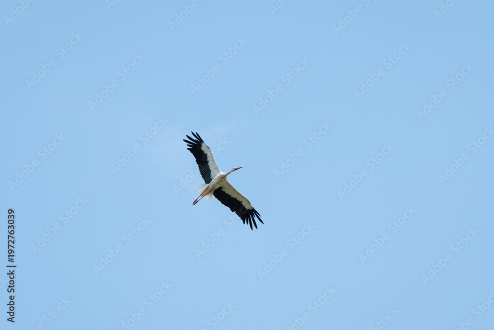 Fototapeta premium White stork with black wings flying in a clear blue sky. A bird in flight with widely spread wings against a clear sky background, symbolizing freedom, spring and wildlife