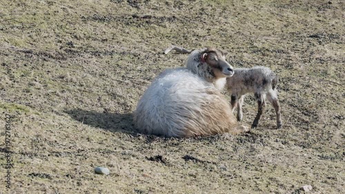 Alert Mother Sheep And Lamb Standing On Field.