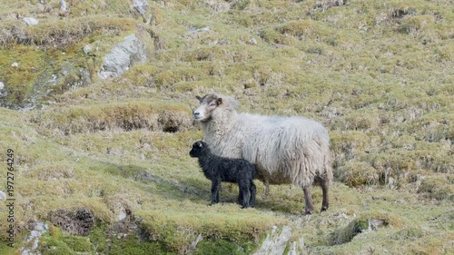 Mother Sheep Protects Her Black Lamb Outdoors.