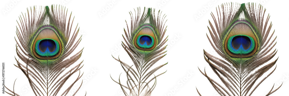 Fototapeta premium Set of peacock feathers with eye pattern isolated on white background, realistic colorful bird plumage texture, exotic wildlife decoration