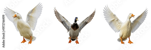Fotografie Duck and Mallard Set with Spread Wings Isolated on White Background - Domestic W