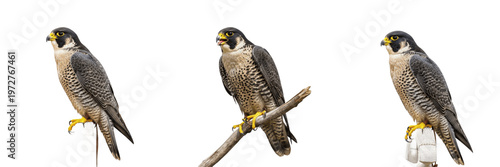 Tableau sur toile Peregrine Falcon Set Perched on Branches Isolated on White Background