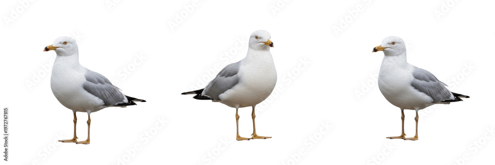 白い鳥」の写真素材 | 8,445,868件の無料イラスト画像 | Adobe Stock