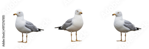 Foto Three Seagulls Standing Isolated on White Background | Ring-billed Gull Marine B