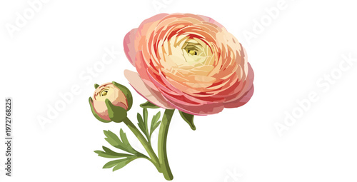 Flat design close up ranunculus flower head and bud with single stem leaf sprig isolated white background soft lighting vector illustration