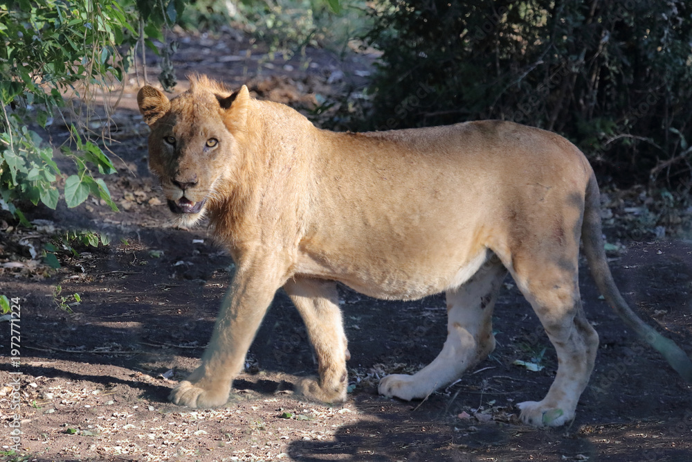 Fototapeta premium Afrikanischer Löwe / African lion / Panthera leo