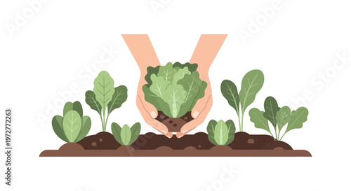 Growing green: hands planting lettuce in a garden