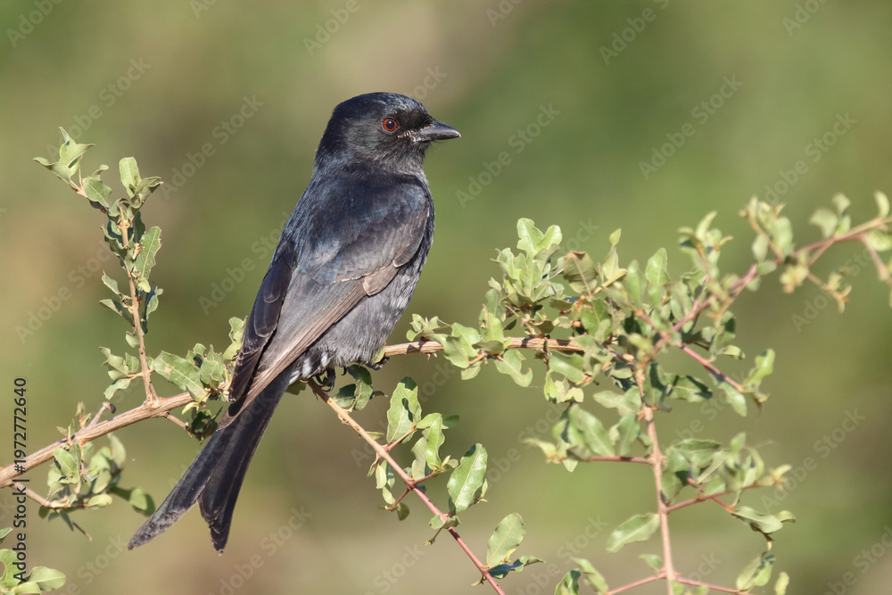 Fototapeta premium Gabelschwanzdrongo / Fork-tailed drongo / Dicrurus adsimilis