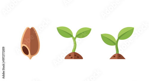 Seed to sprout: stages of plant growth with young green leaves