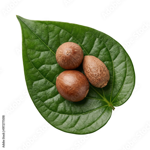 Photos Betel Nuts on Fresh Green Betel Leaf